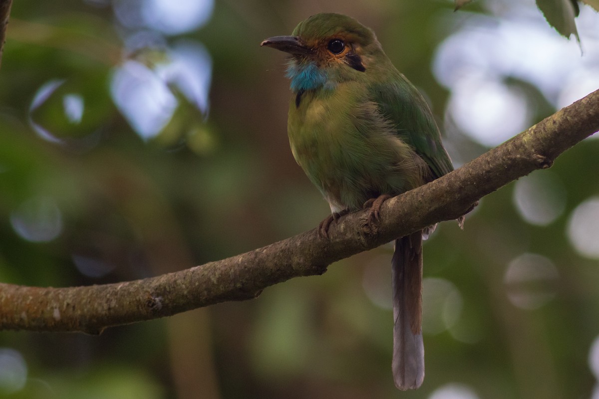 Blue-throated Motmot - Francis Canto Jr