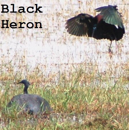 Black Heron - Butch Carter