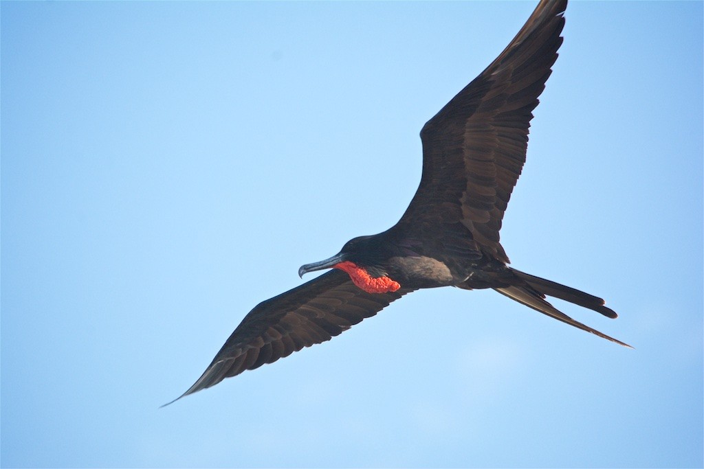 Magnificent Frigatebird - Luis Iturriaga Morales