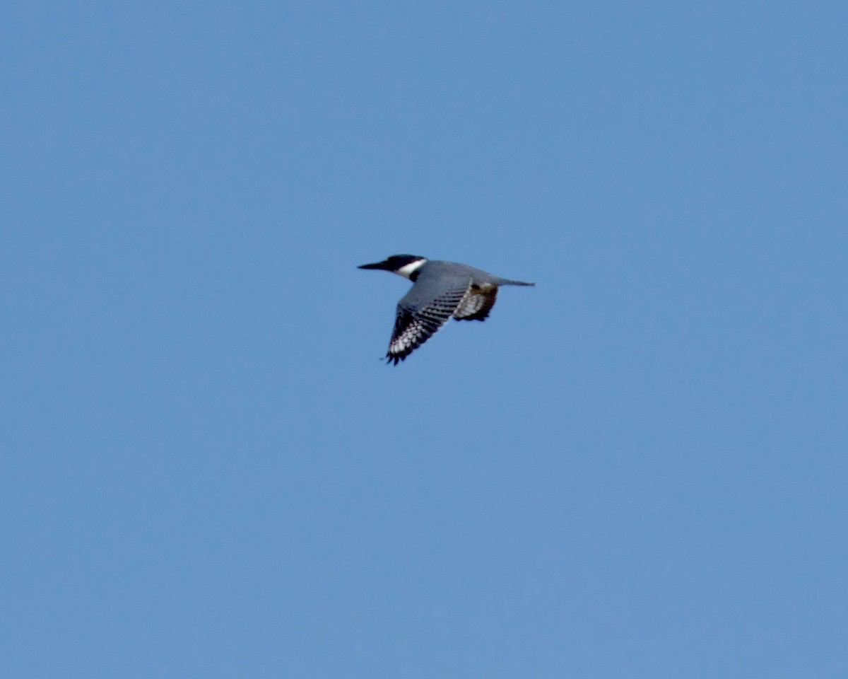 Belted Kingfisher - ML178074891