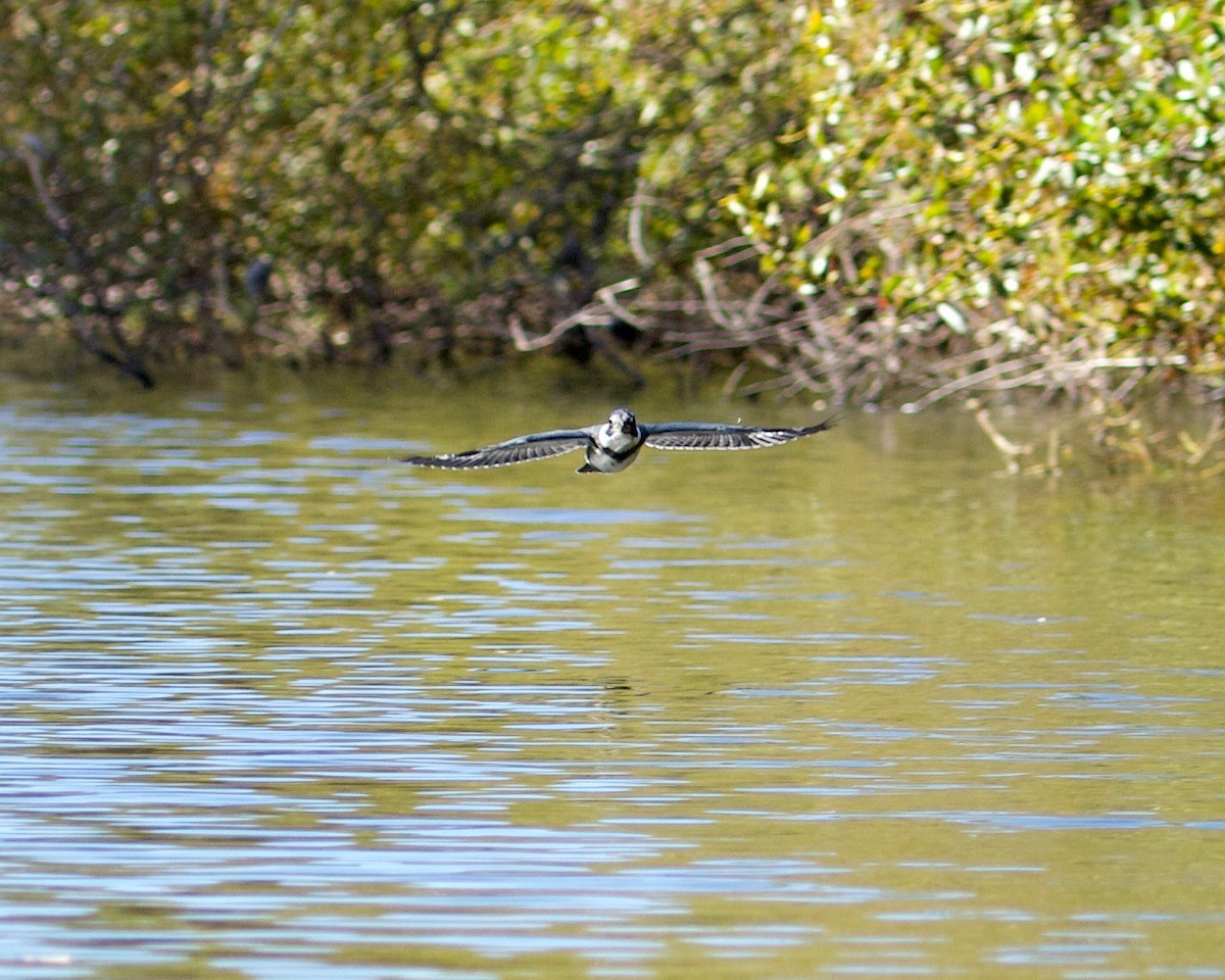Belted Kingfisher - ML178074901