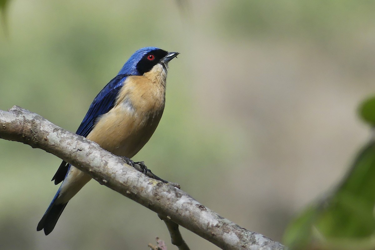 Fawn-breasted Tanager - ML178075781