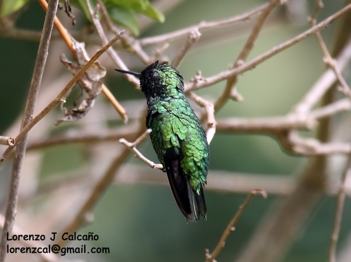 Blue-tailed Emerald - ML178077151