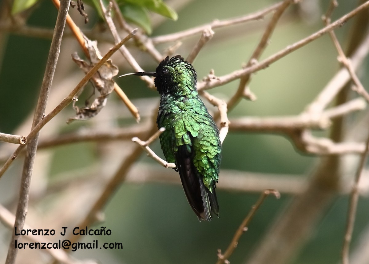 Blue-tailed Emerald - ML178077191
