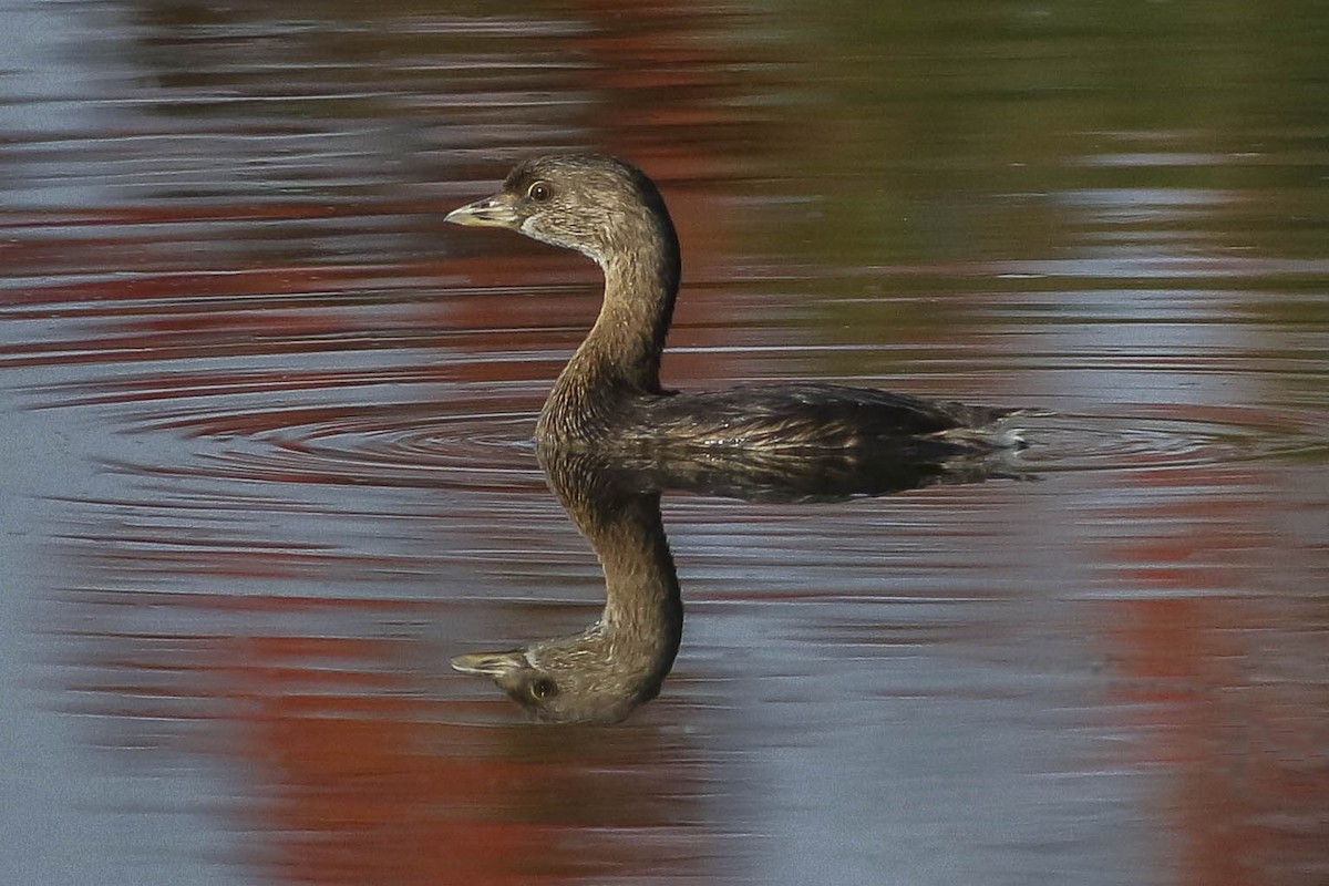 Pied-billed Grebe - Charmaine Anderson