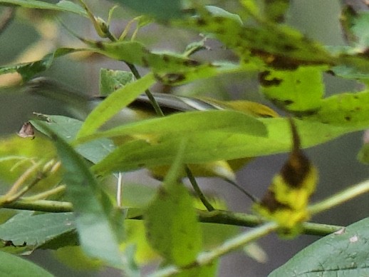 Blue-winged Warbler - Andrew Bell