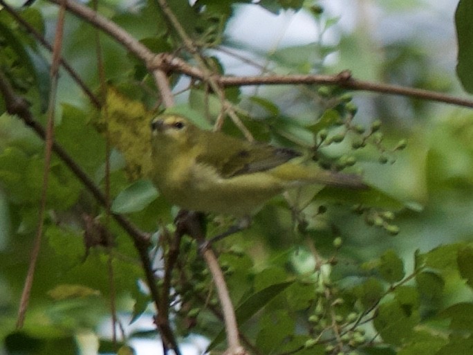 Tennessee Warbler - Andrew Bell
