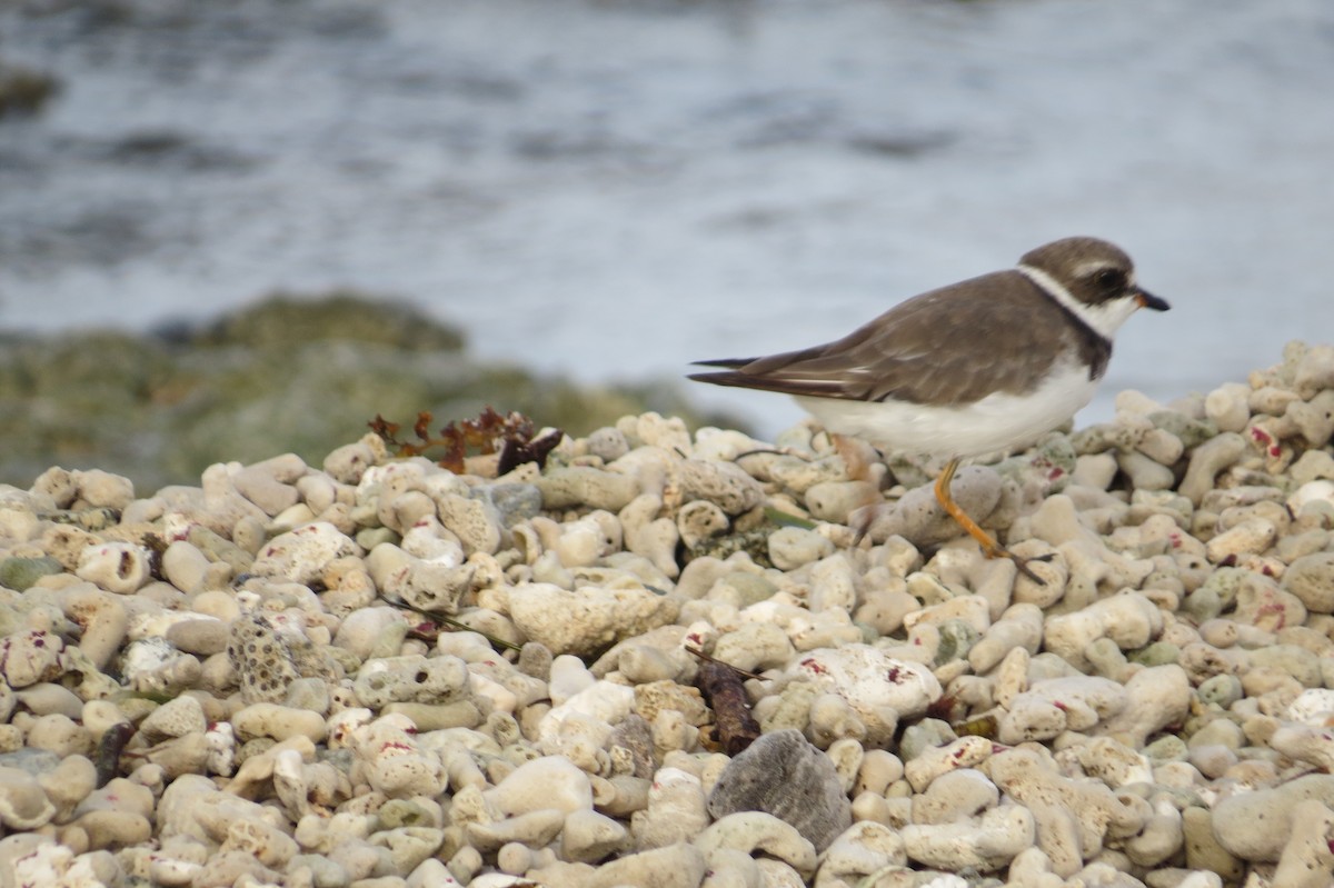 Semipalmated Plover - ML178080601