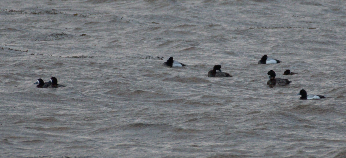 Greater Scaup - ML178081841
