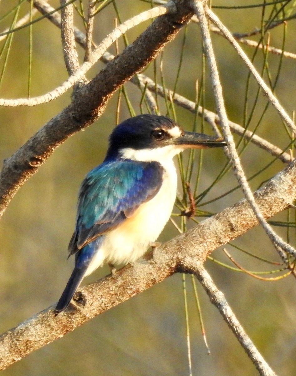 Forest Kingfisher - Michael Daley