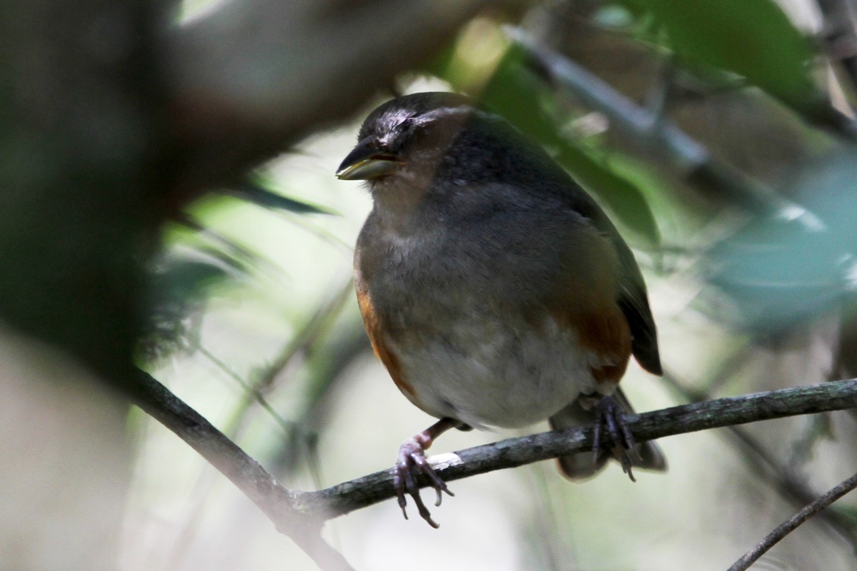 Gray-throated Warbling Finch - ML178088171