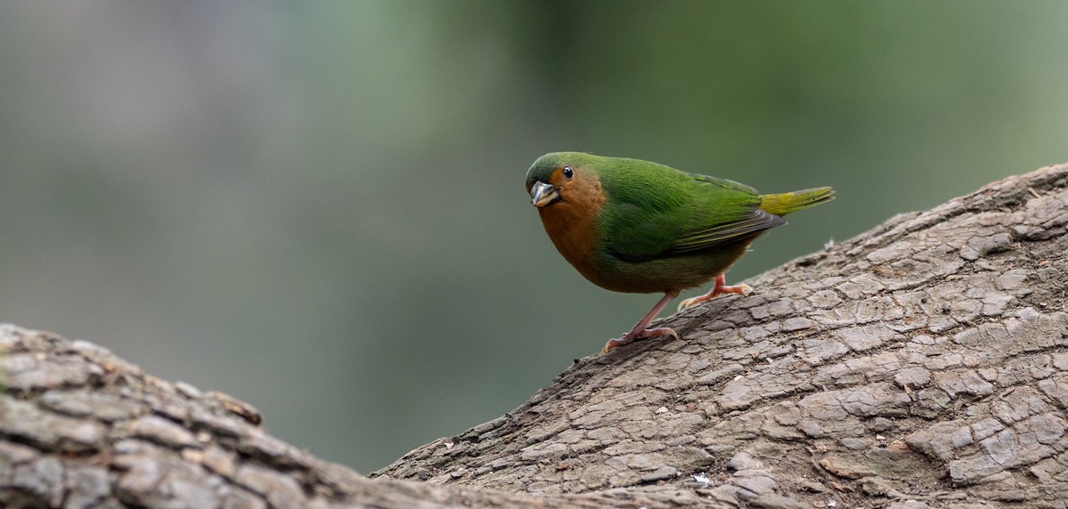 Tawny-breasted Parrotfinch - Forest Botial-Jarvis