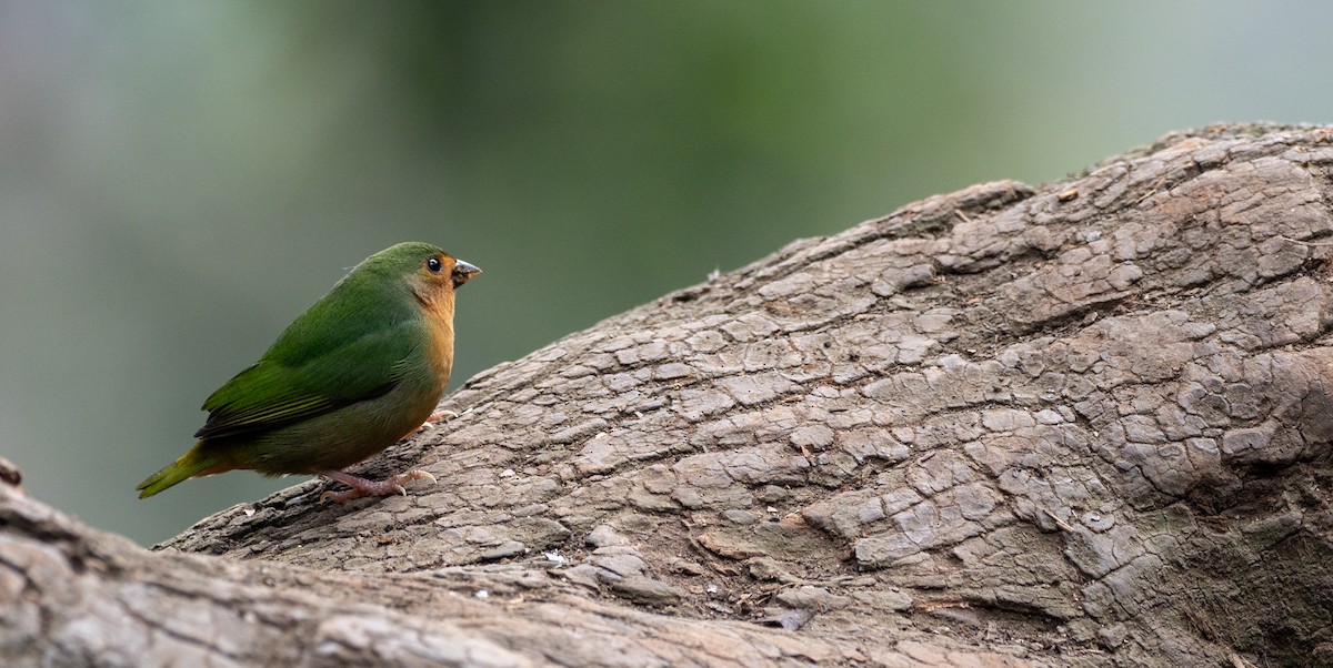 Tawny-breasted Parrotfinch - ML178089241