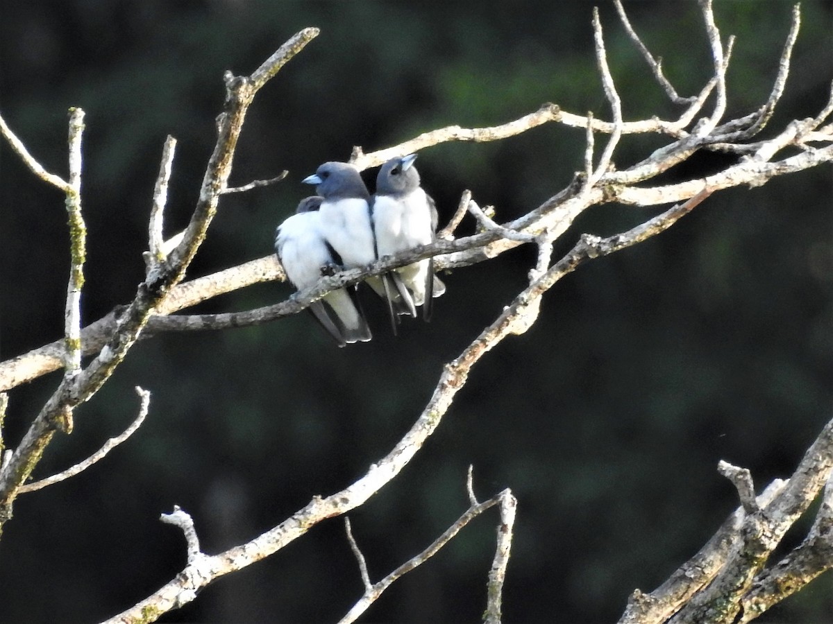 White-breasted Woodswallow - Ronet Santos