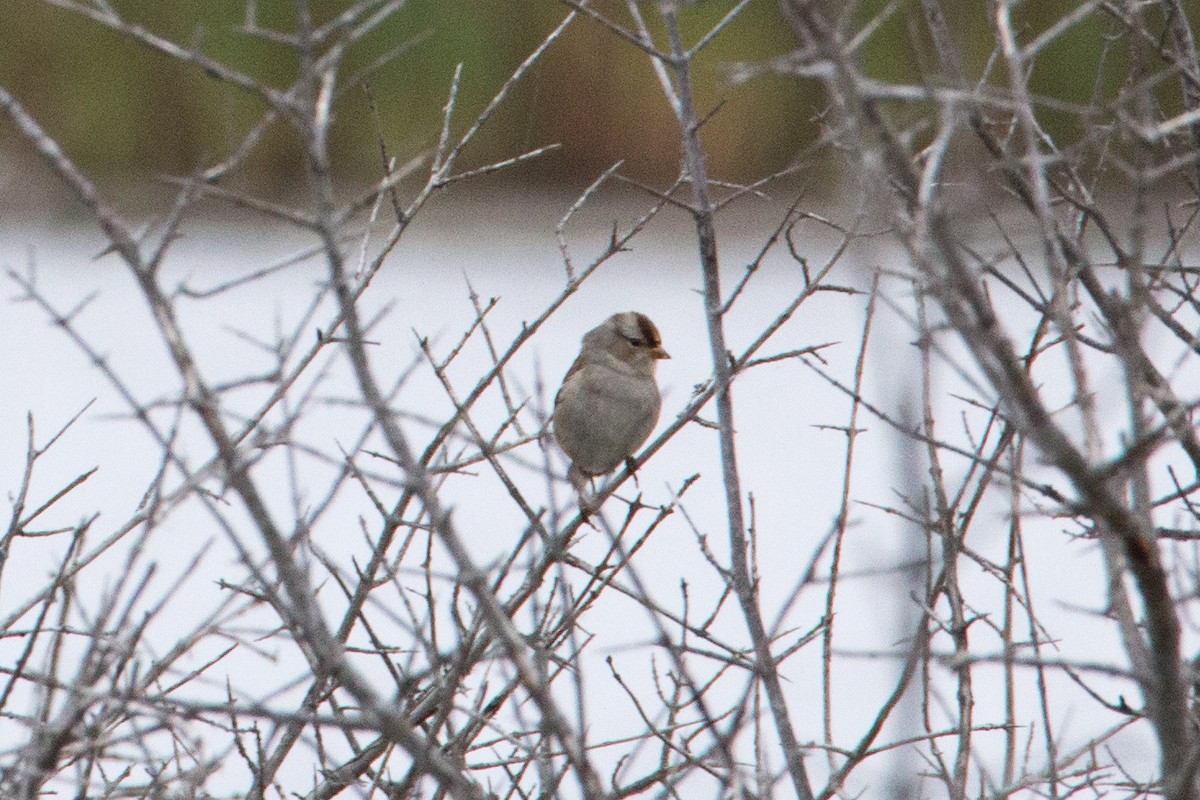 White-crowned Sparrow - ML178092041