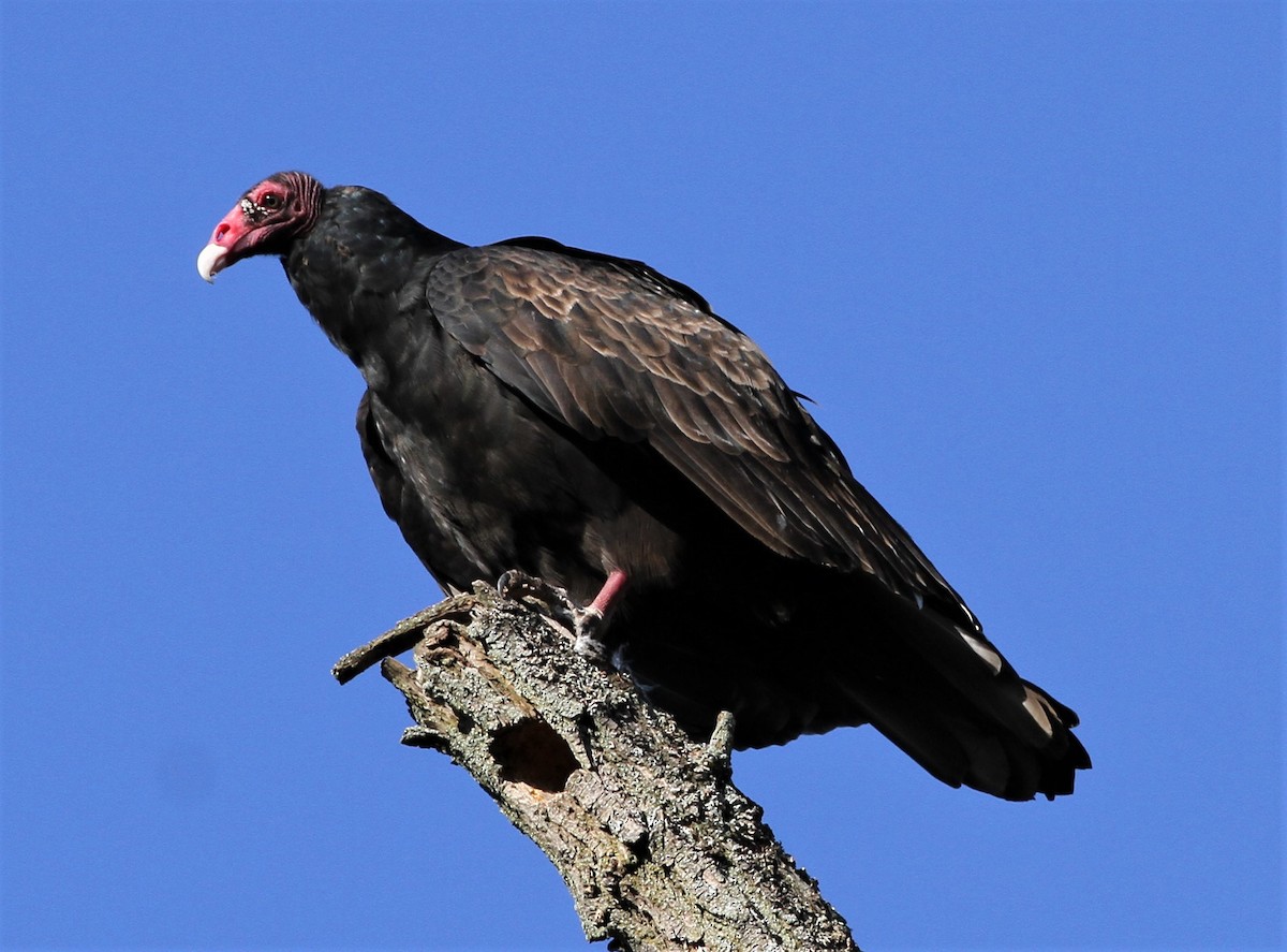 Turkey Vulture - ML178100991