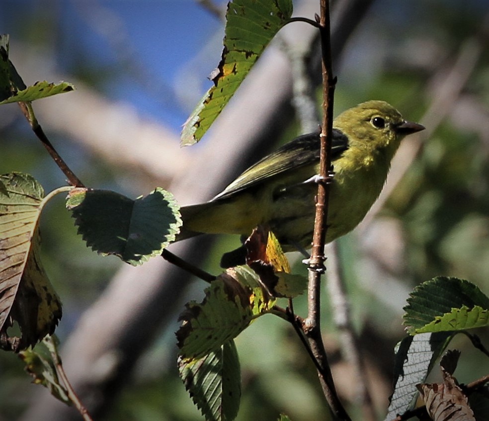 Scarlet Tanager - ML178101151