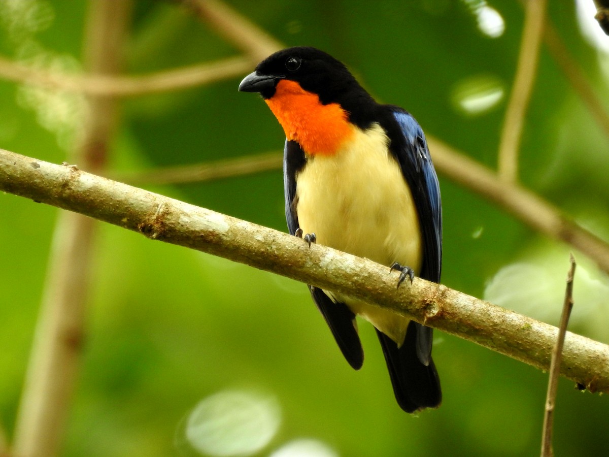 Orange-throated Tanager - Marcelo Quipo