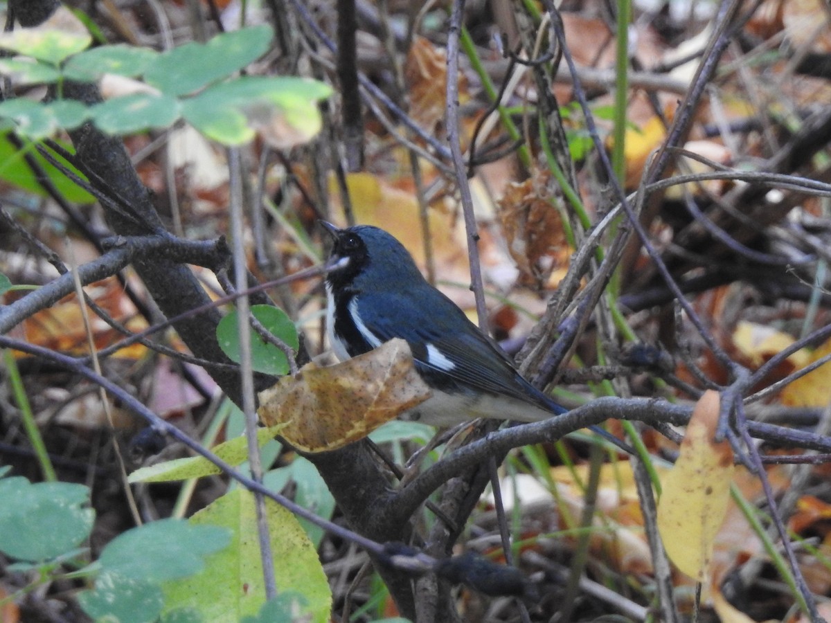 Black-throated Blue Warbler - ML178107731