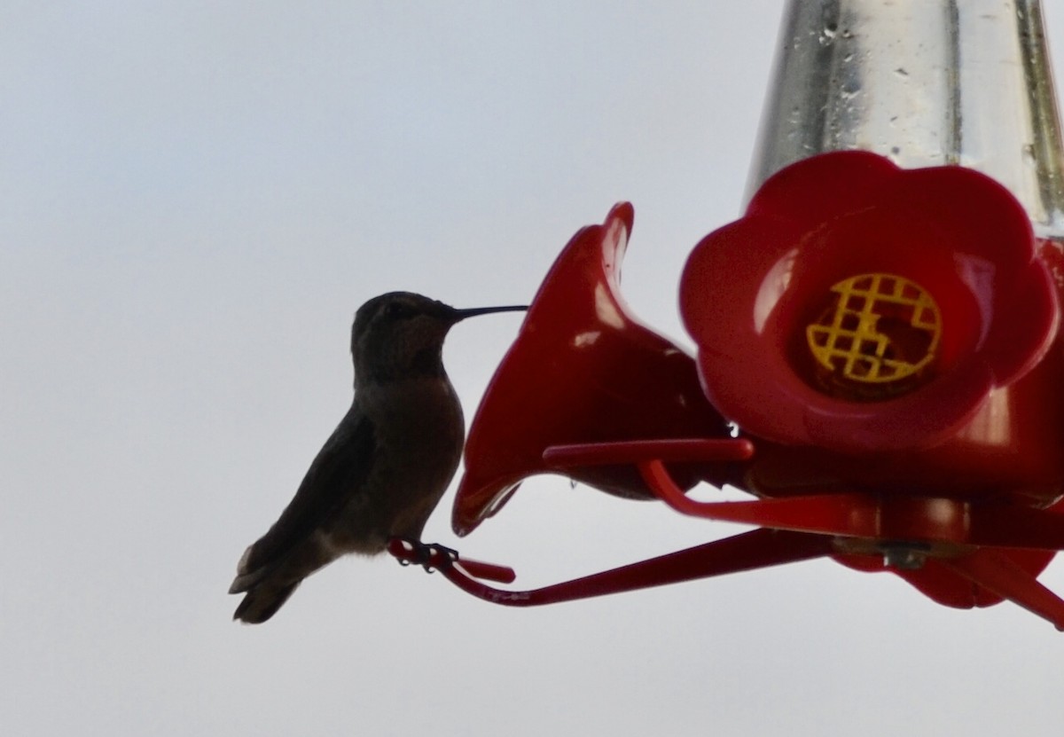 Anna's Hummingbird - ML178108841