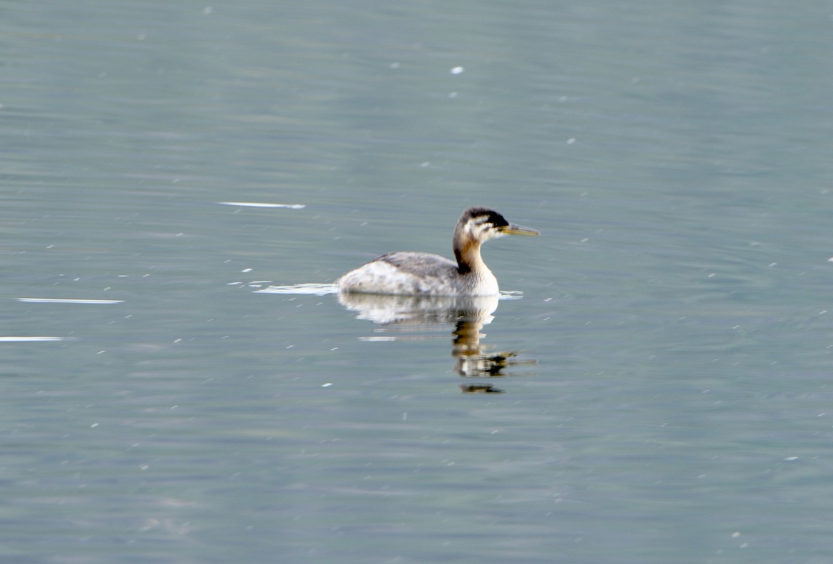 Red-necked Grebe - ML178109951