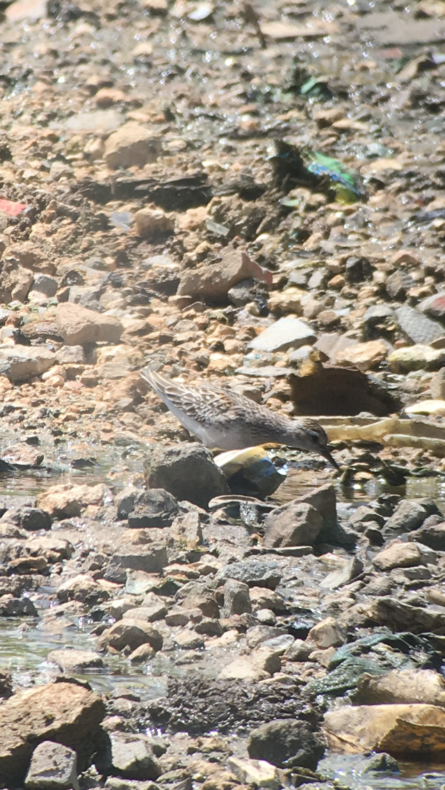 Long-toed Stint - Larry Maurin