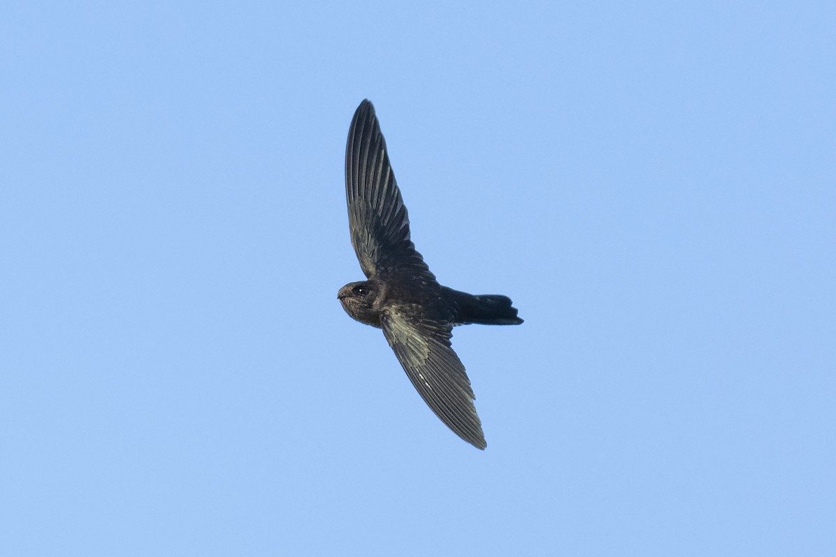 Cave Swiftlet - ML178118011