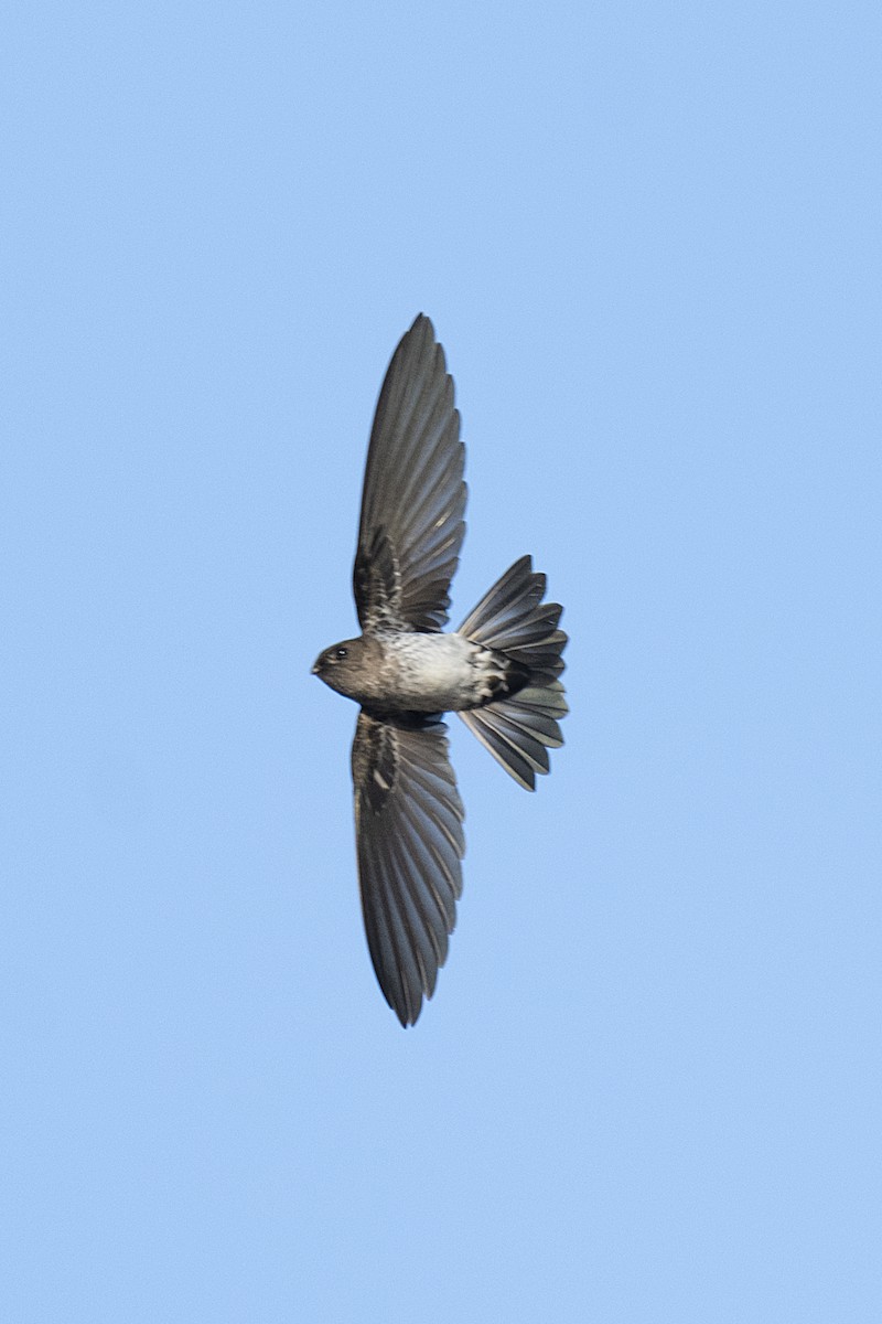 Cave Swiftlet - ML178118021