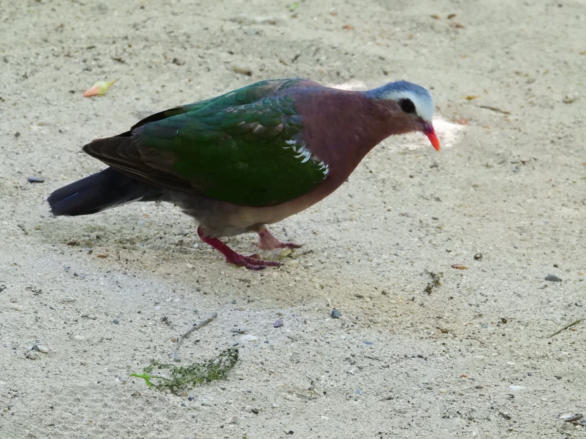 holub zelenokřídlý - ML178118811
