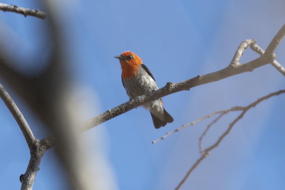 Scarlet-headed Flowerpecker - ML178119151