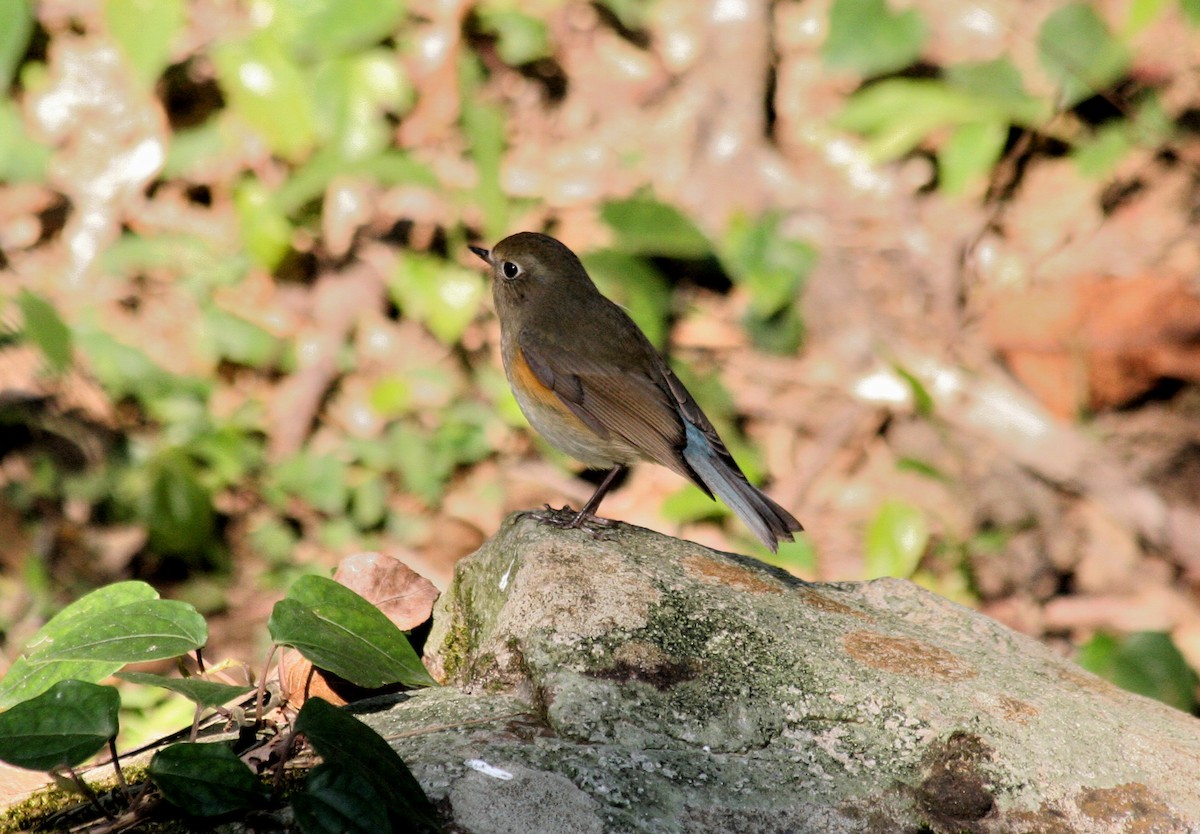 Red-flanked Bluetail - ML178120391