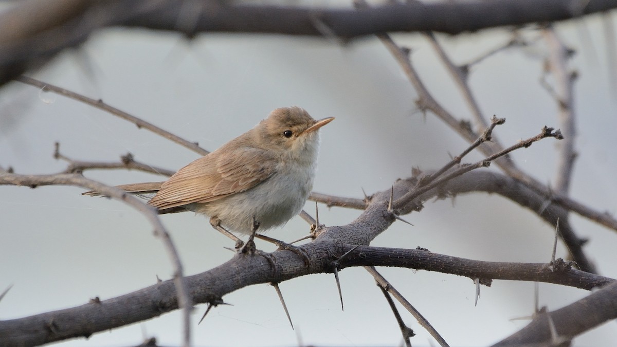 Booted Warbler - ML178120511