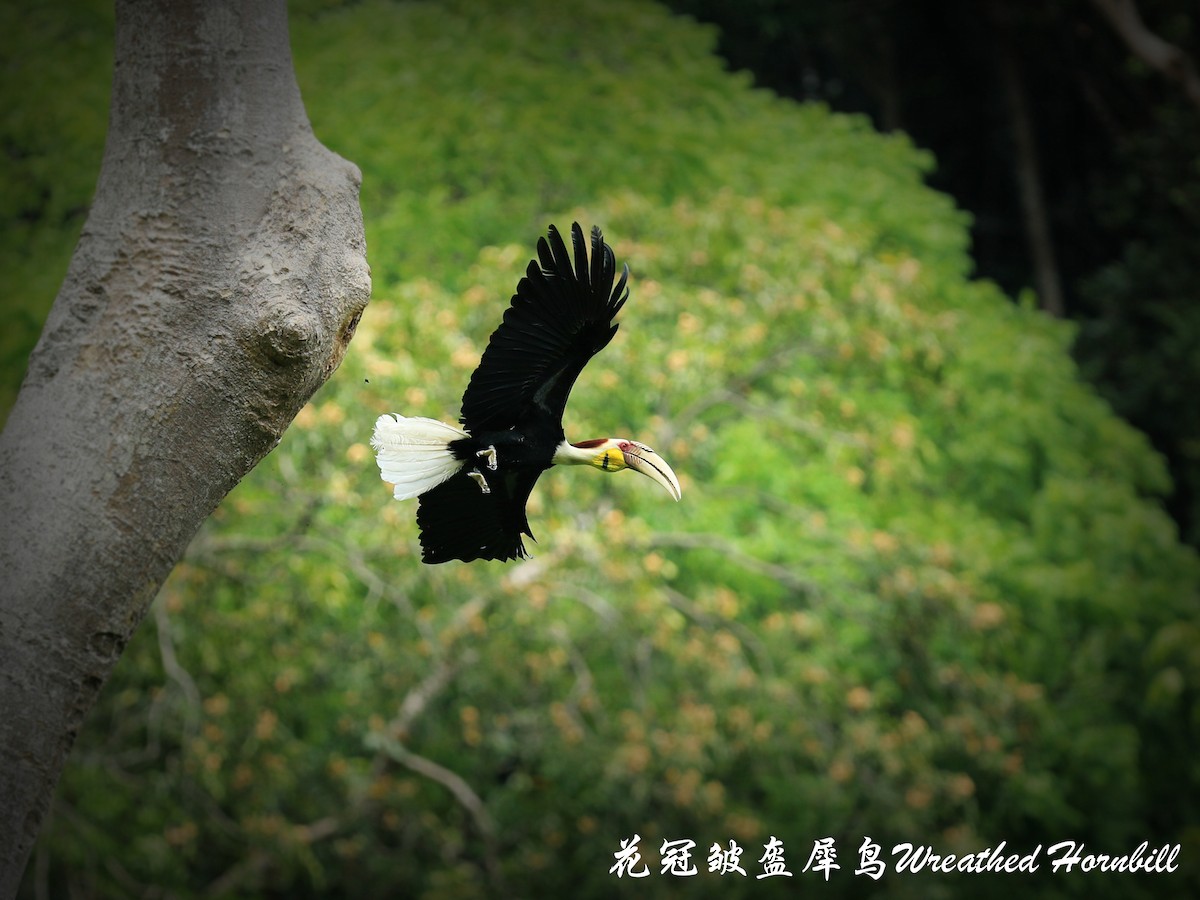 Wreathed Hornbill - Qiang Zeng