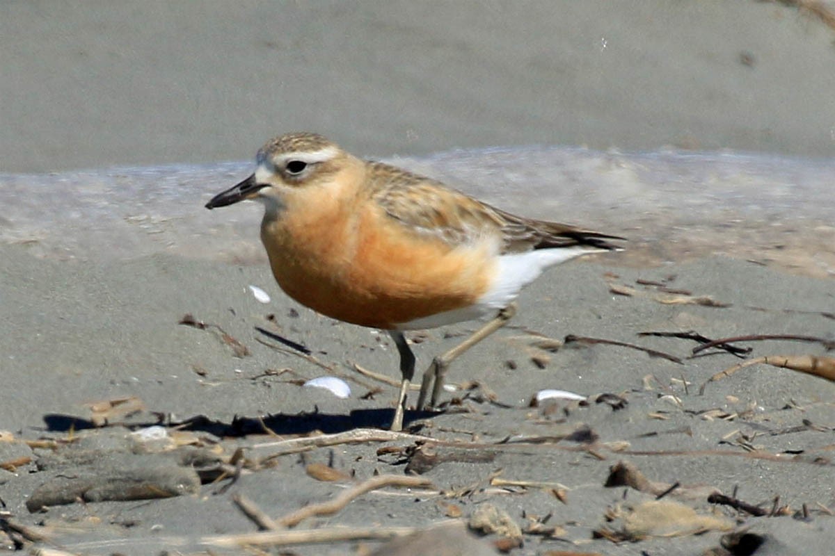 Red-breasted Dotterel - ML178121951