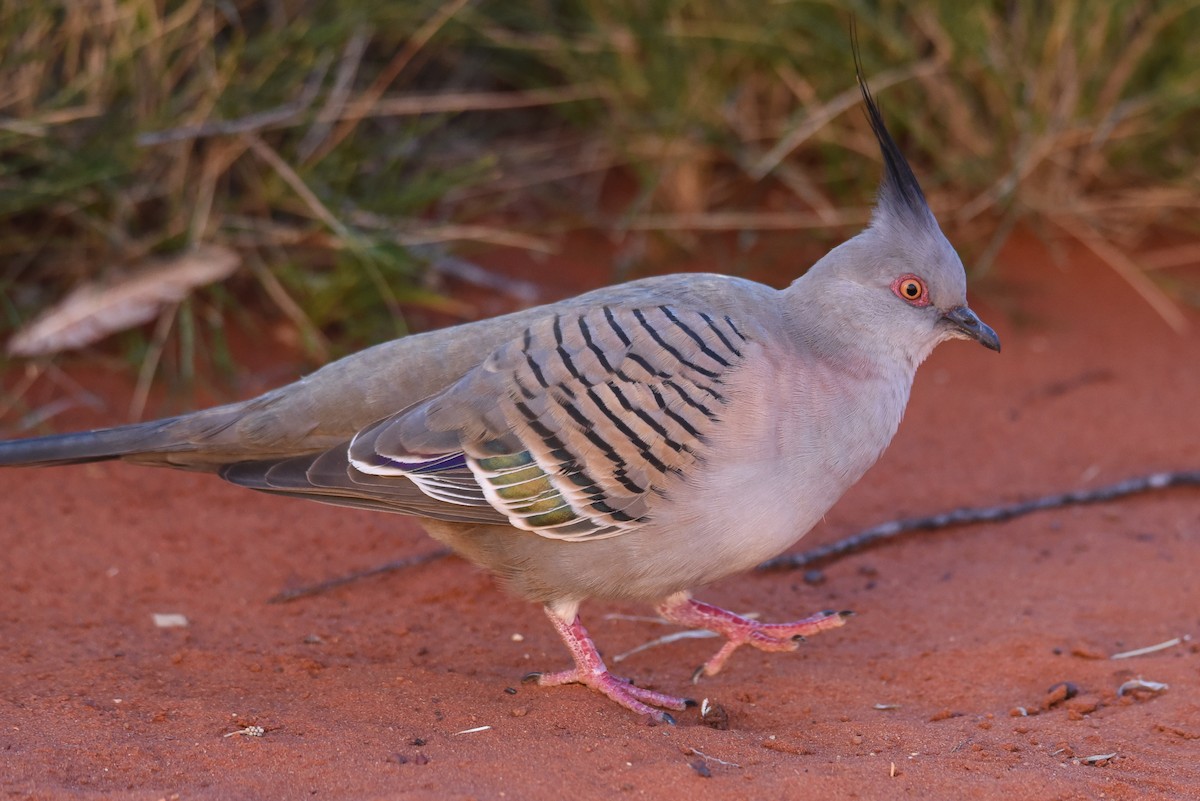 Crested Pigeon - ML178122471