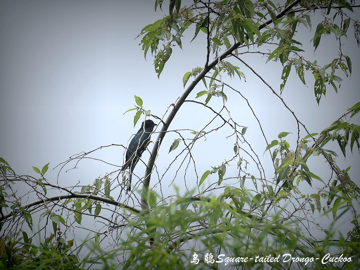 Square-tailed Drongo-Cuckoo - ML178122651