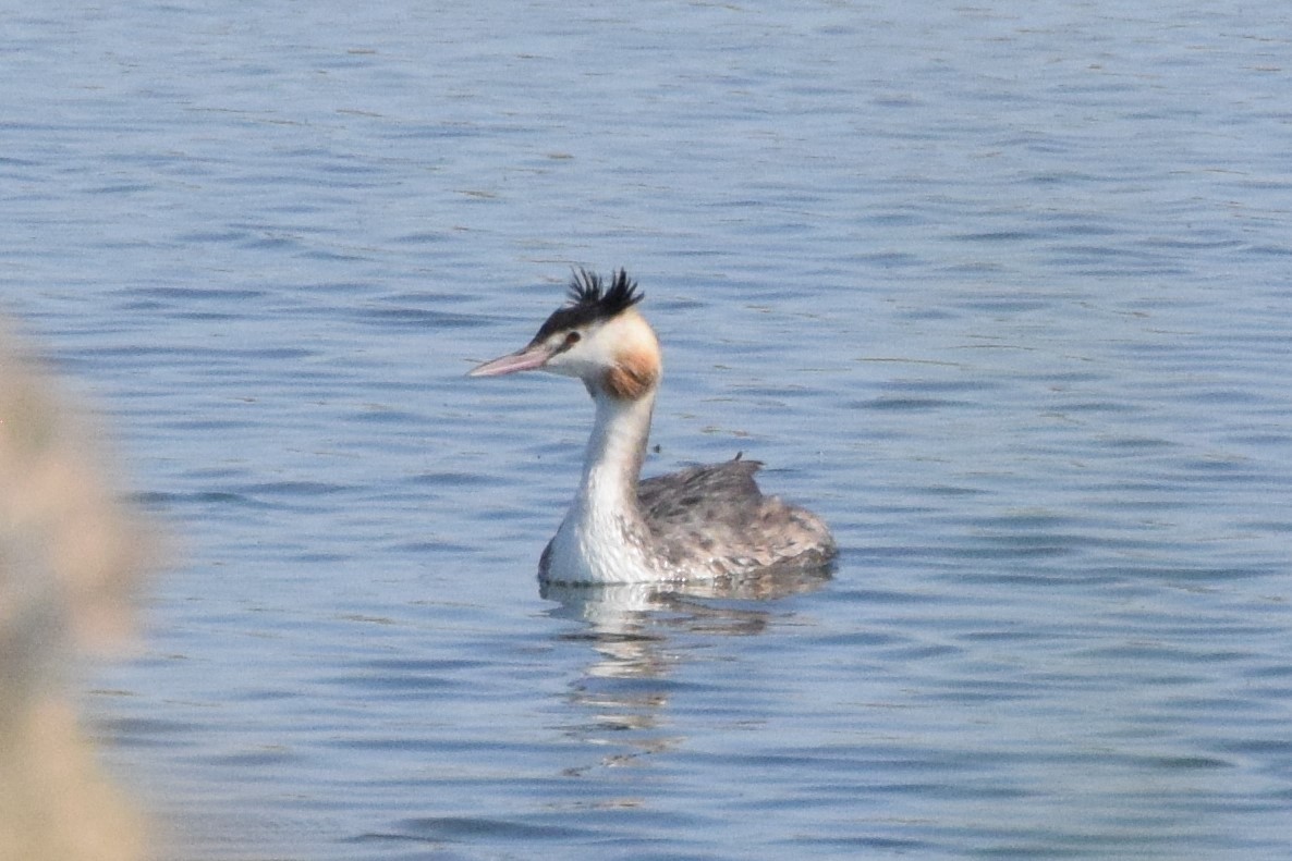 Great Crested Grebe - ML178128381