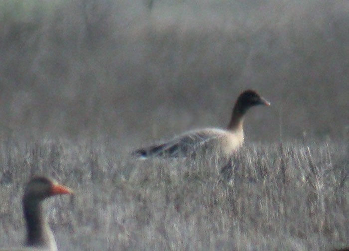 Pink-footed Goose - ML178130321