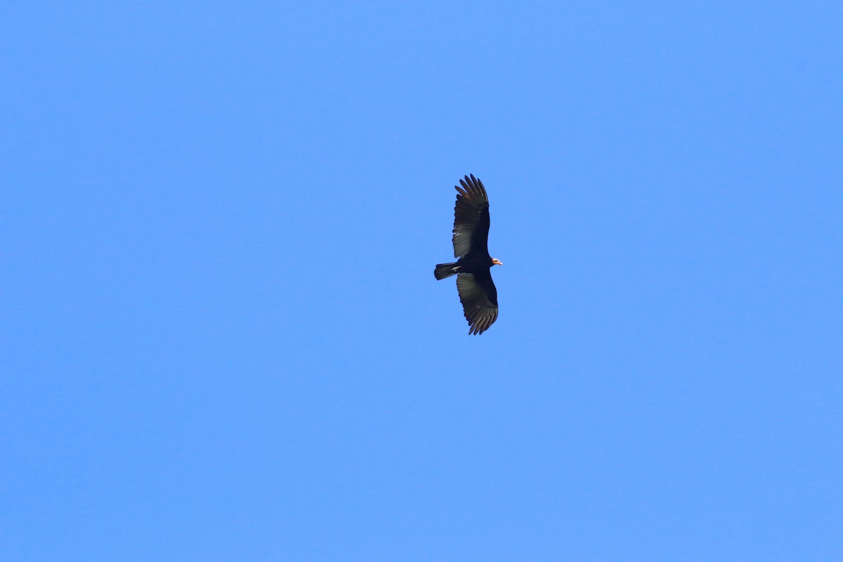 Greater Yellow-headed Vulture - ML178131611