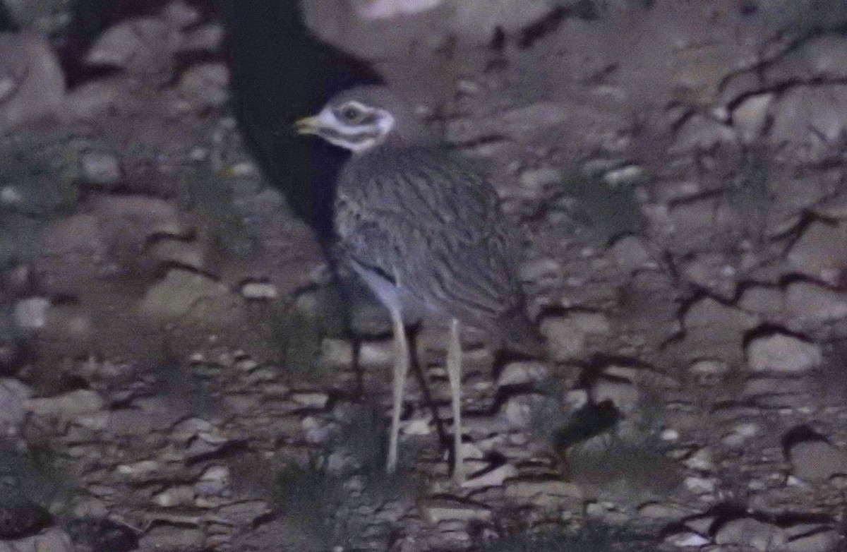 Indian Thick-knee - ML178141001