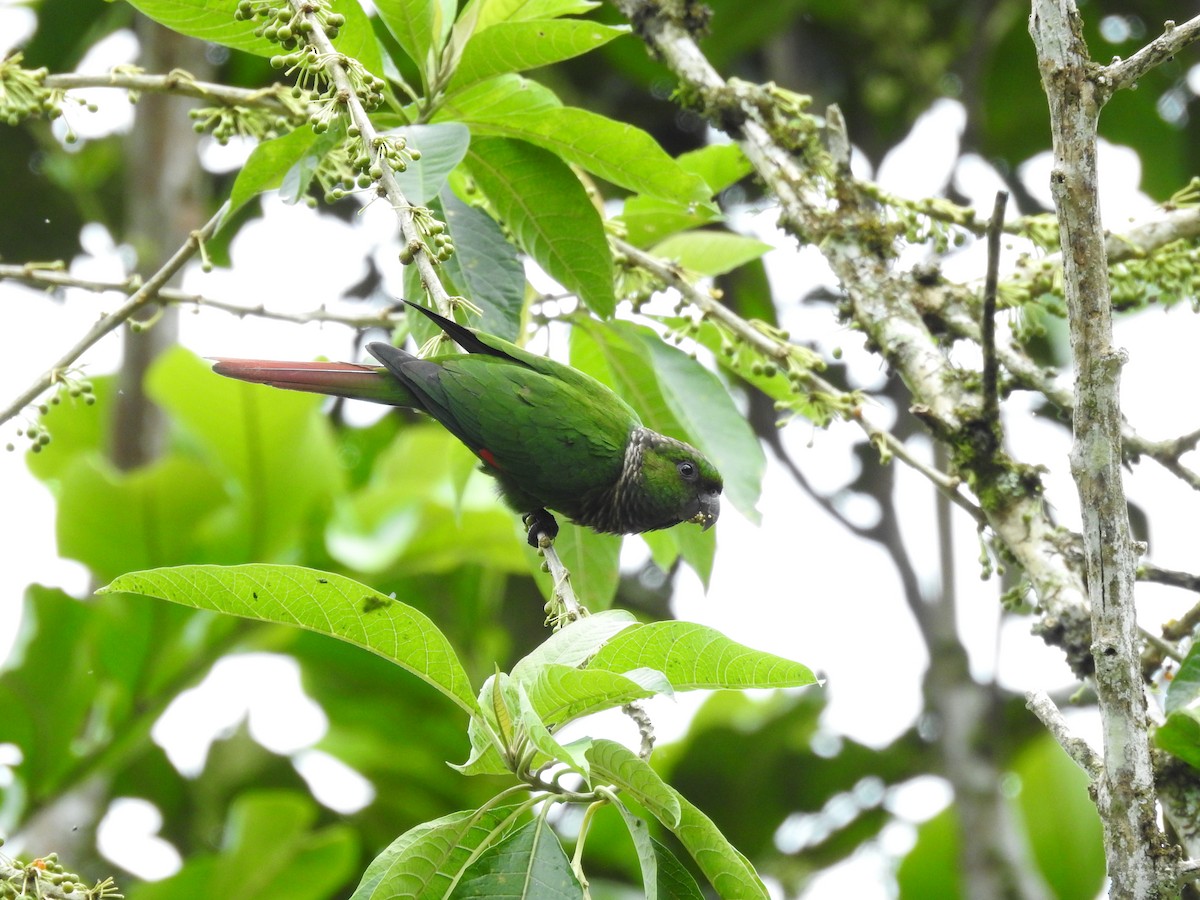 Maroon-tailed Parakeet (Choco) - ML178142041