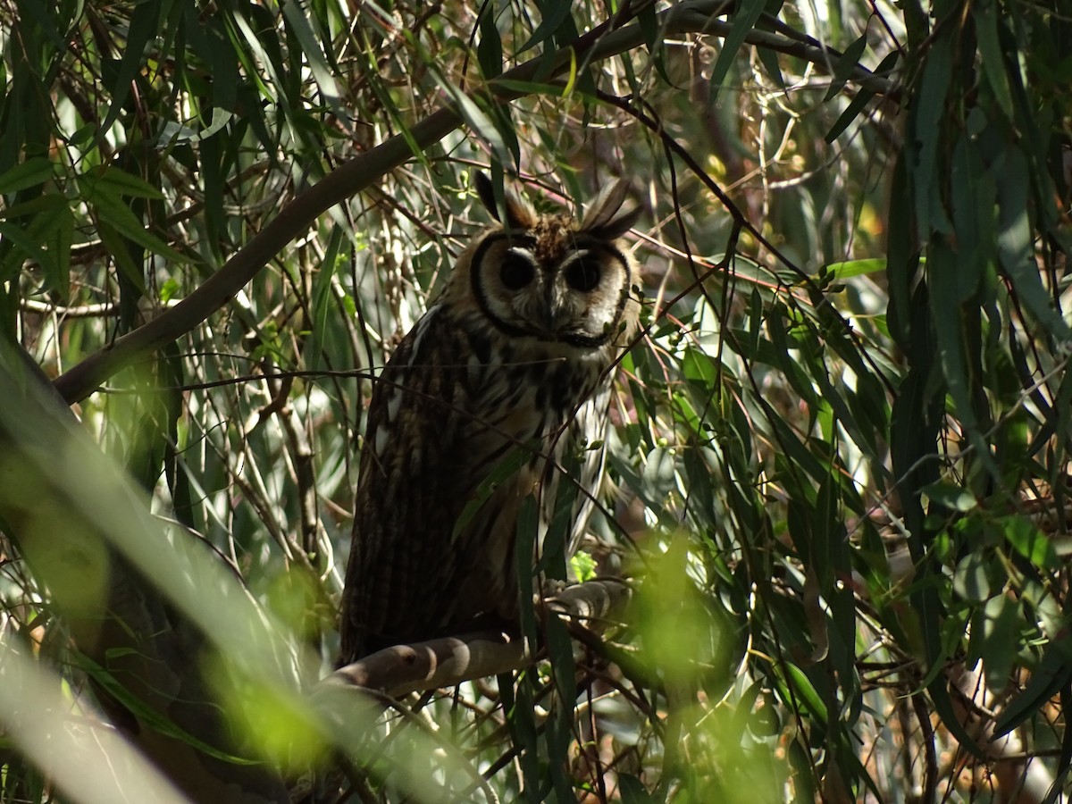 Striped Owl - Andrés de Miguel