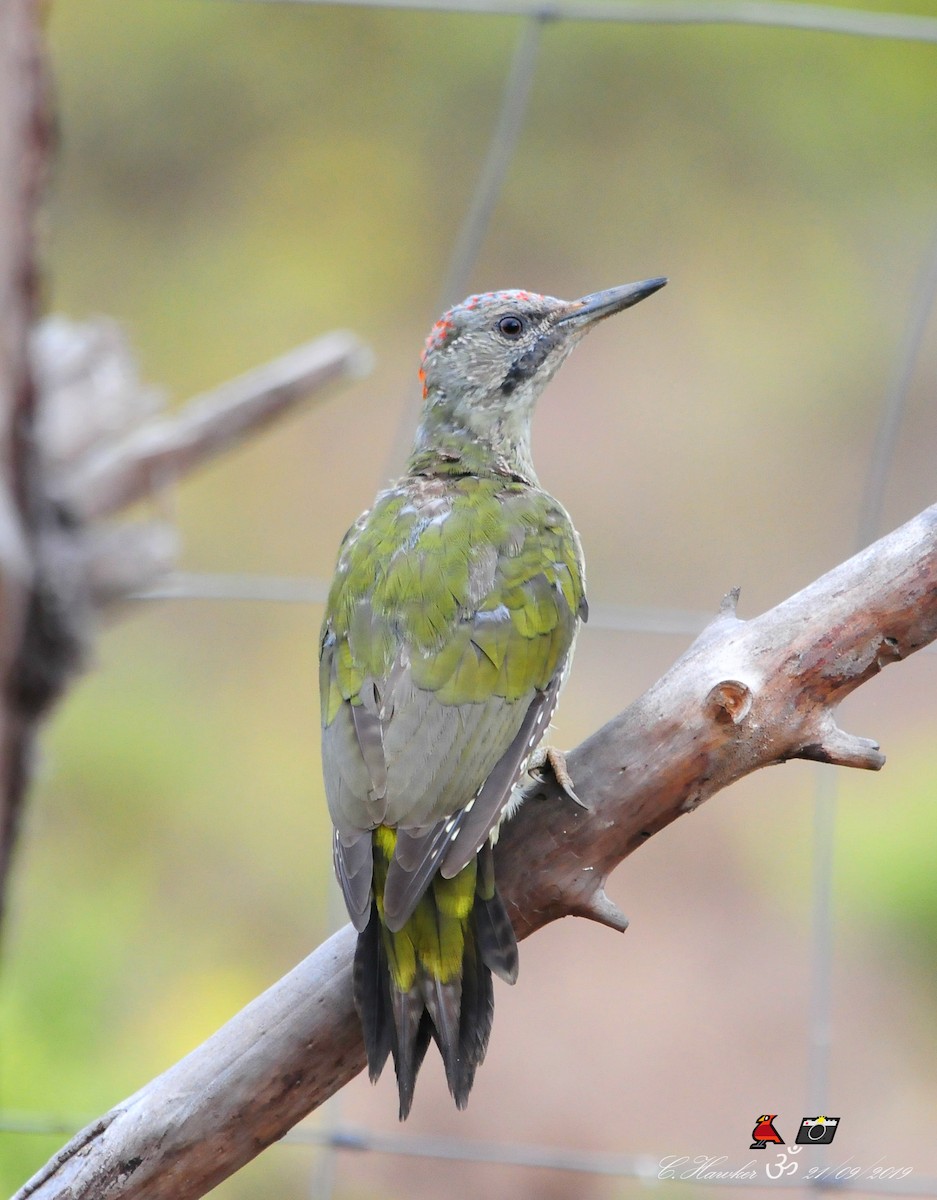 Iberian Green Woodpecker - Carl  Hawker
