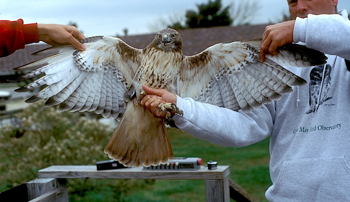 Red-tailed Hawk (borealis) - ML178158971