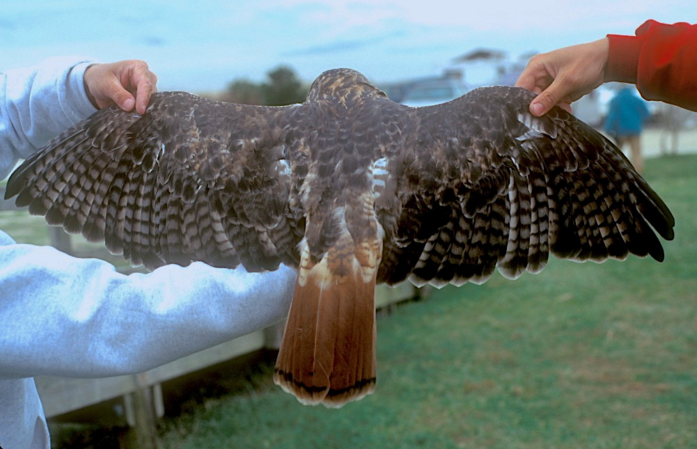 Red-tailed Hawk (borealis) - ML178159951