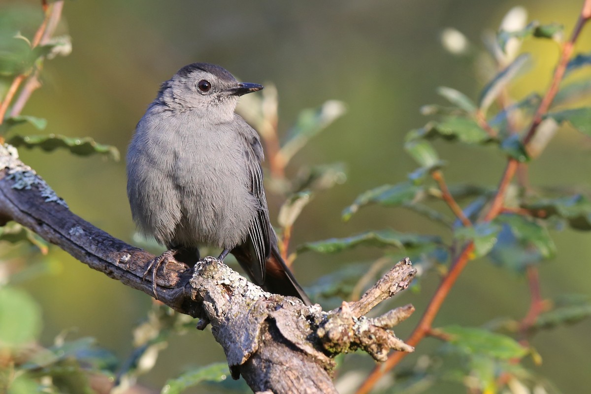 Gray Catbird - leonard blass