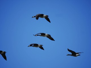 Canada Goose, ML178166931