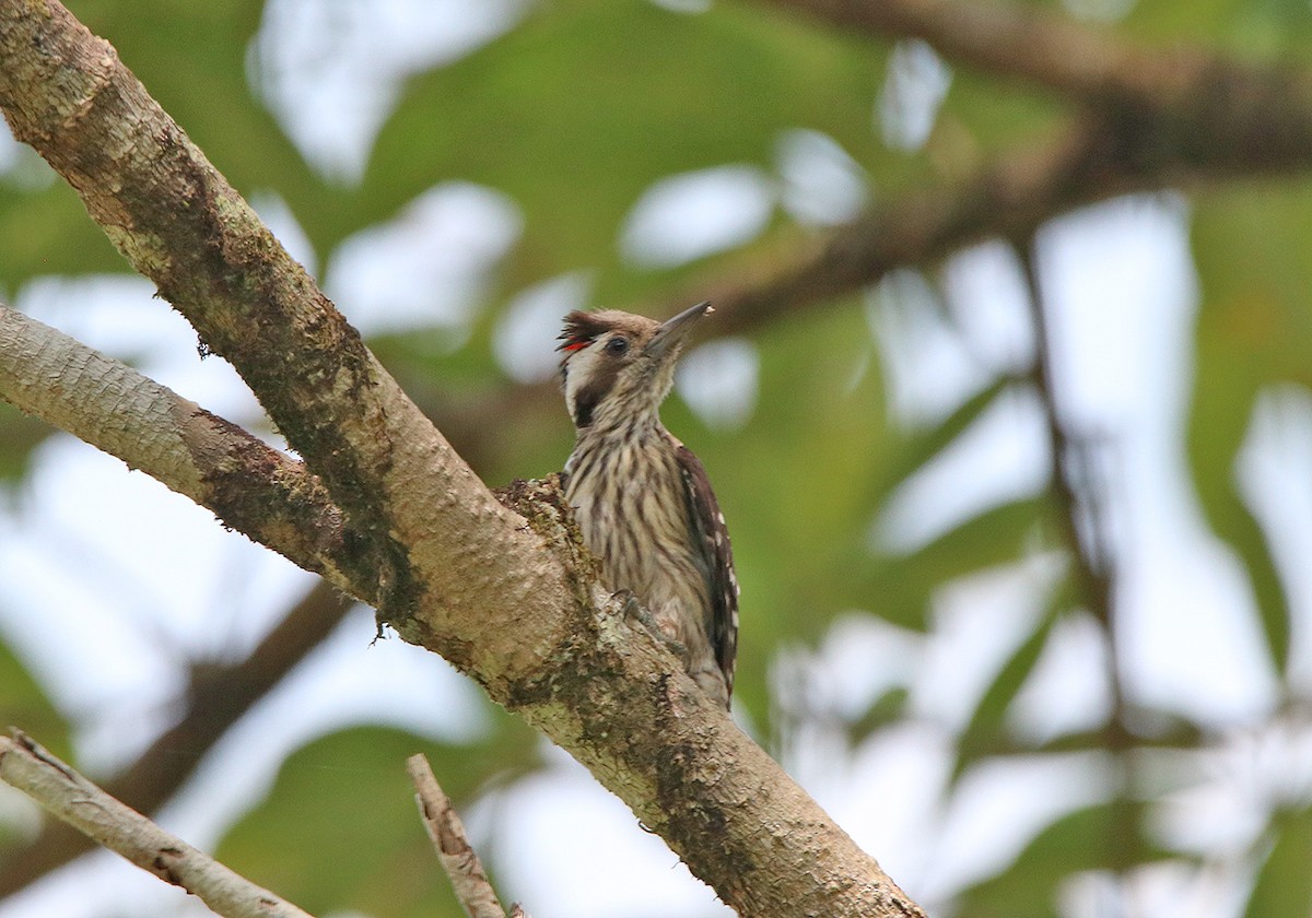 Gray-capped Pygmy Woodpecker - ML178167901