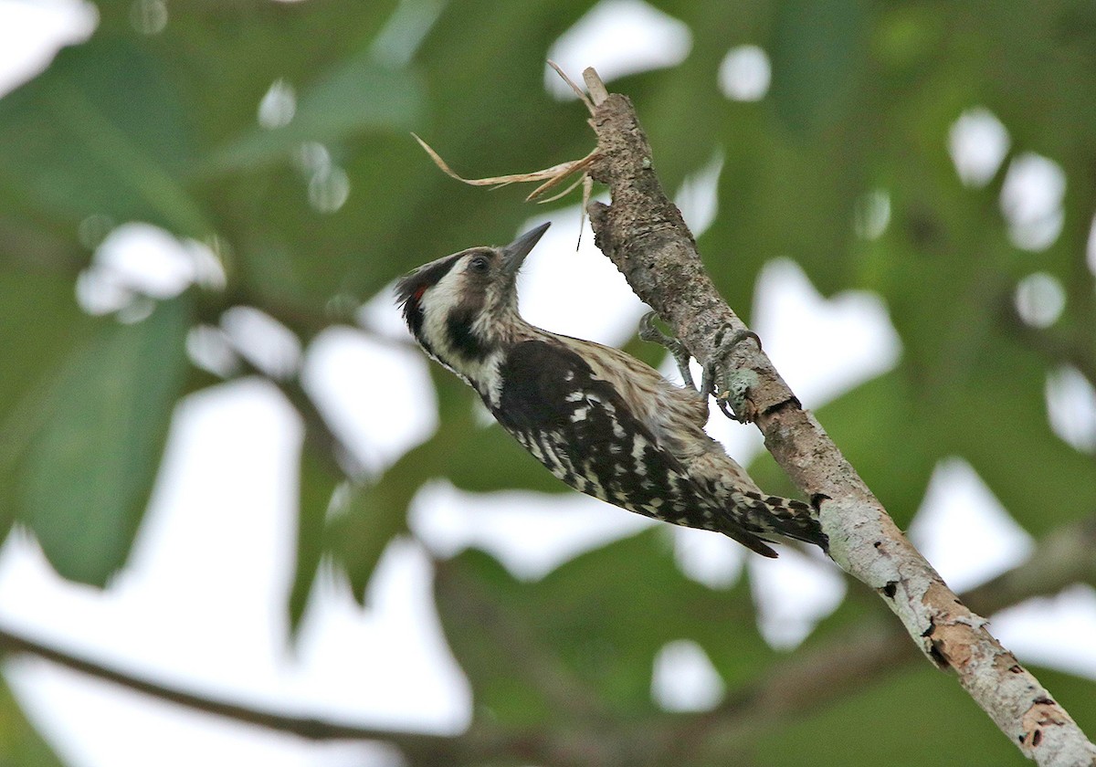Gray-capped Pygmy Woodpecker - ML178167911