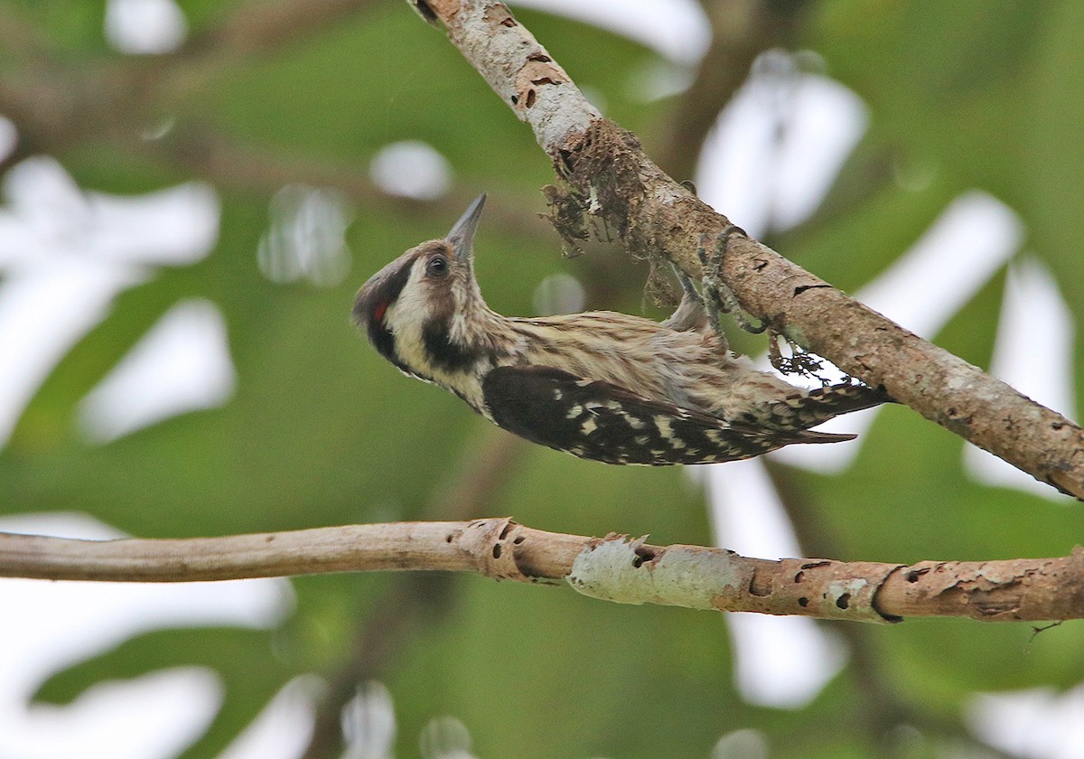 Gray-capped Pygmy Woodpecker - ML178167921